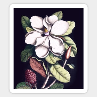 Magnolia flower Sticker